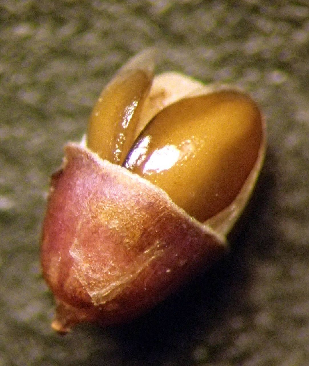Plantago cornuti fruit