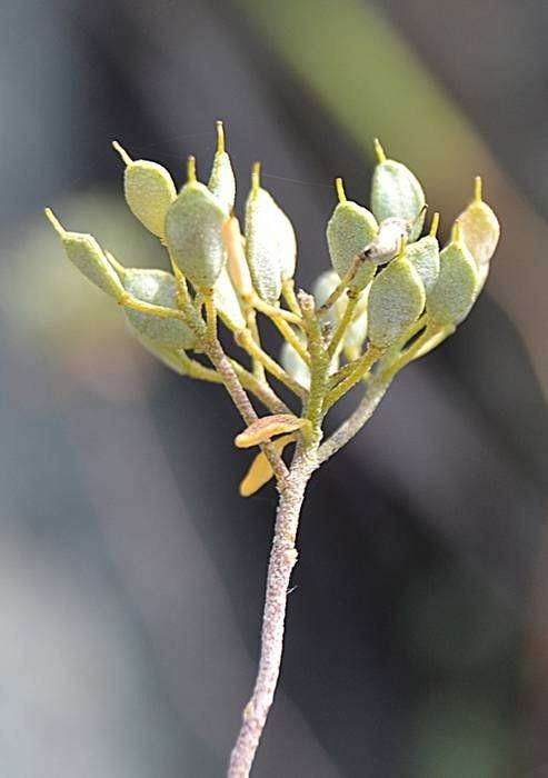 Alyssum bertolonii fruit