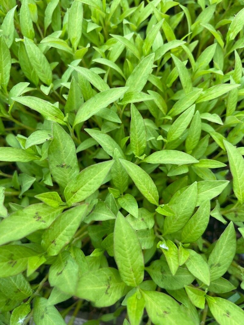 Polygonum pensylvanicum — search result for 'Persicaria'