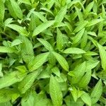 Polygonum pensylvanicum