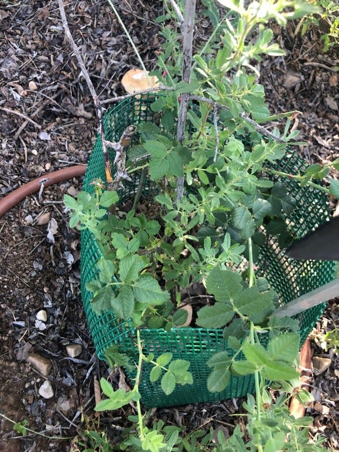 Rosa corymbifera leaf