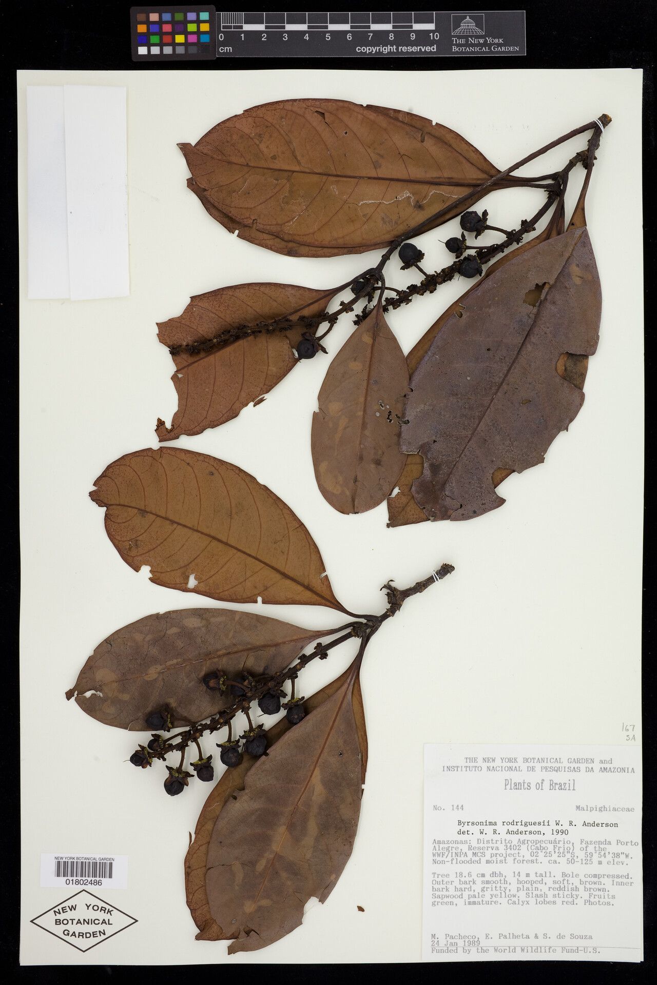 Byrsonima rodriguesii fruit