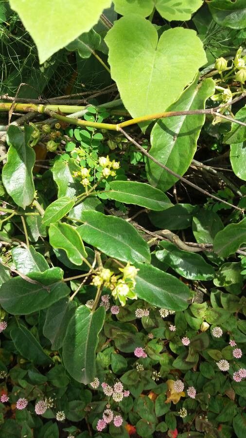 Gonolobus edulis habit