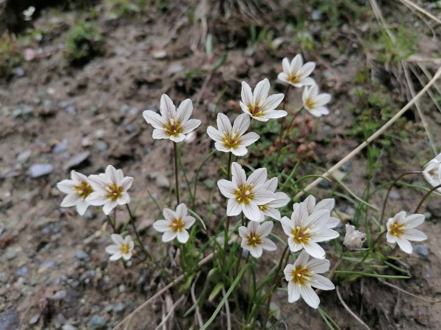 Gagea serotina flower