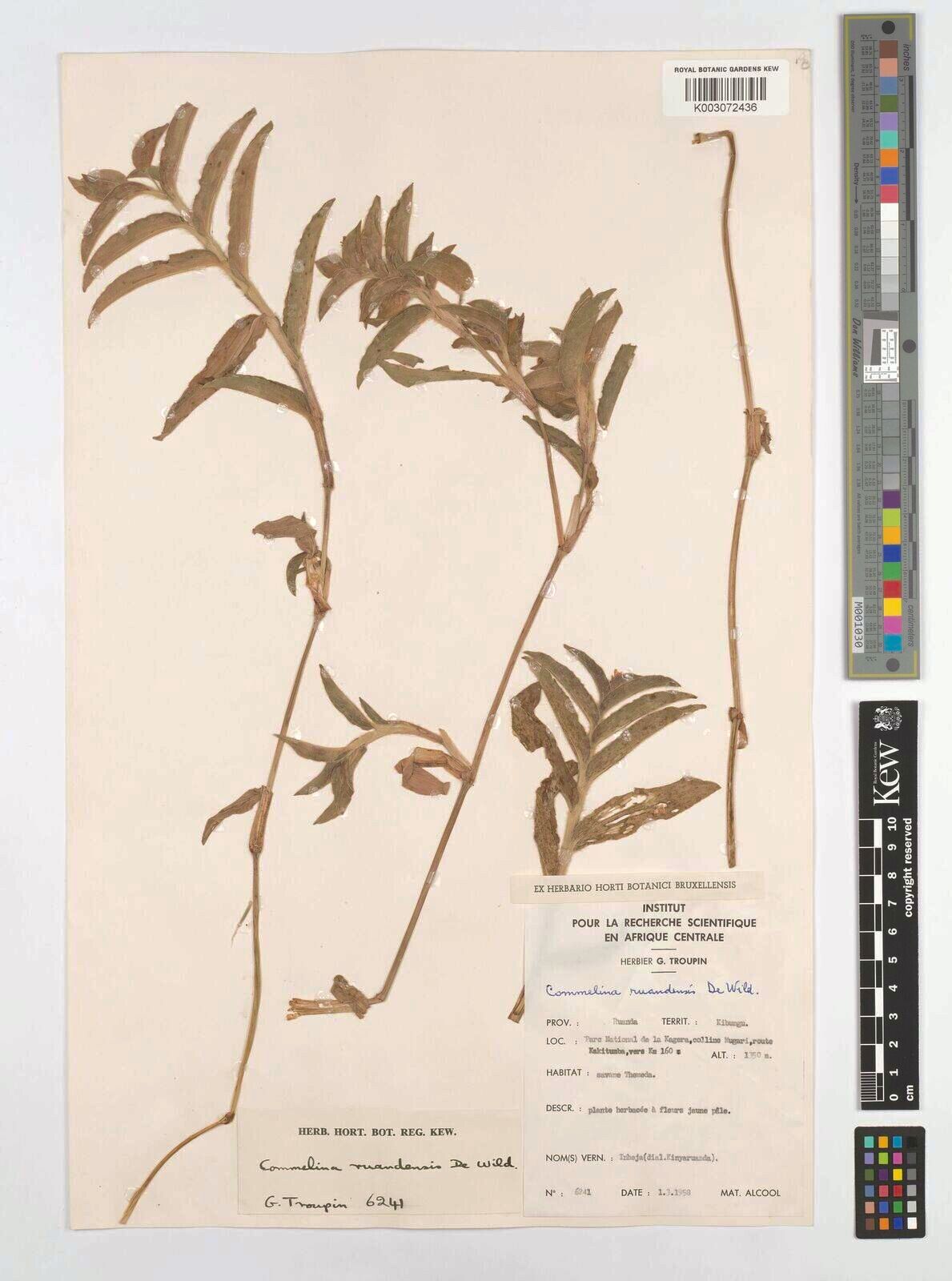 Commelina ruandensis — search result for 'Commelina'