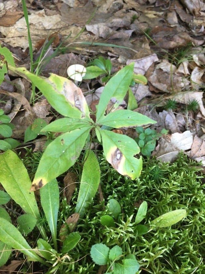 Trientalis borealis leaf