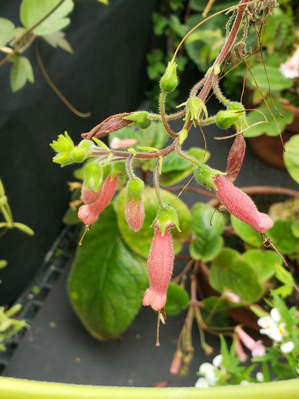 Sinningia incarnata flower