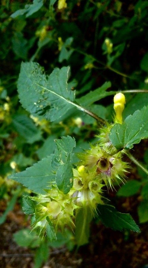 Galeopsis speciosa — houseplant care guide