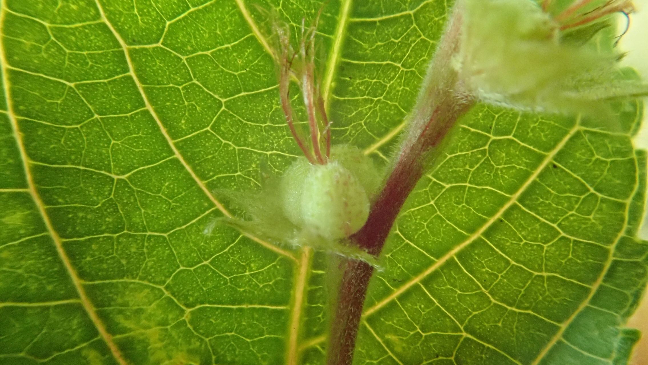 Acalypha pancheriana fruit