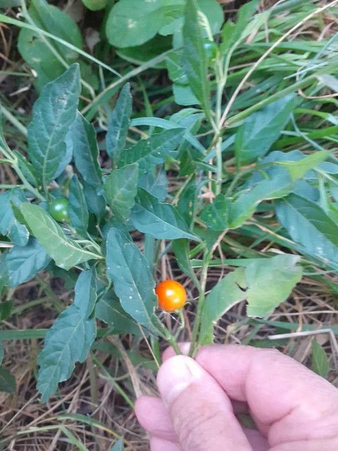Solanum hindsianum leaf