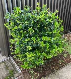 Eurya emarginata habit