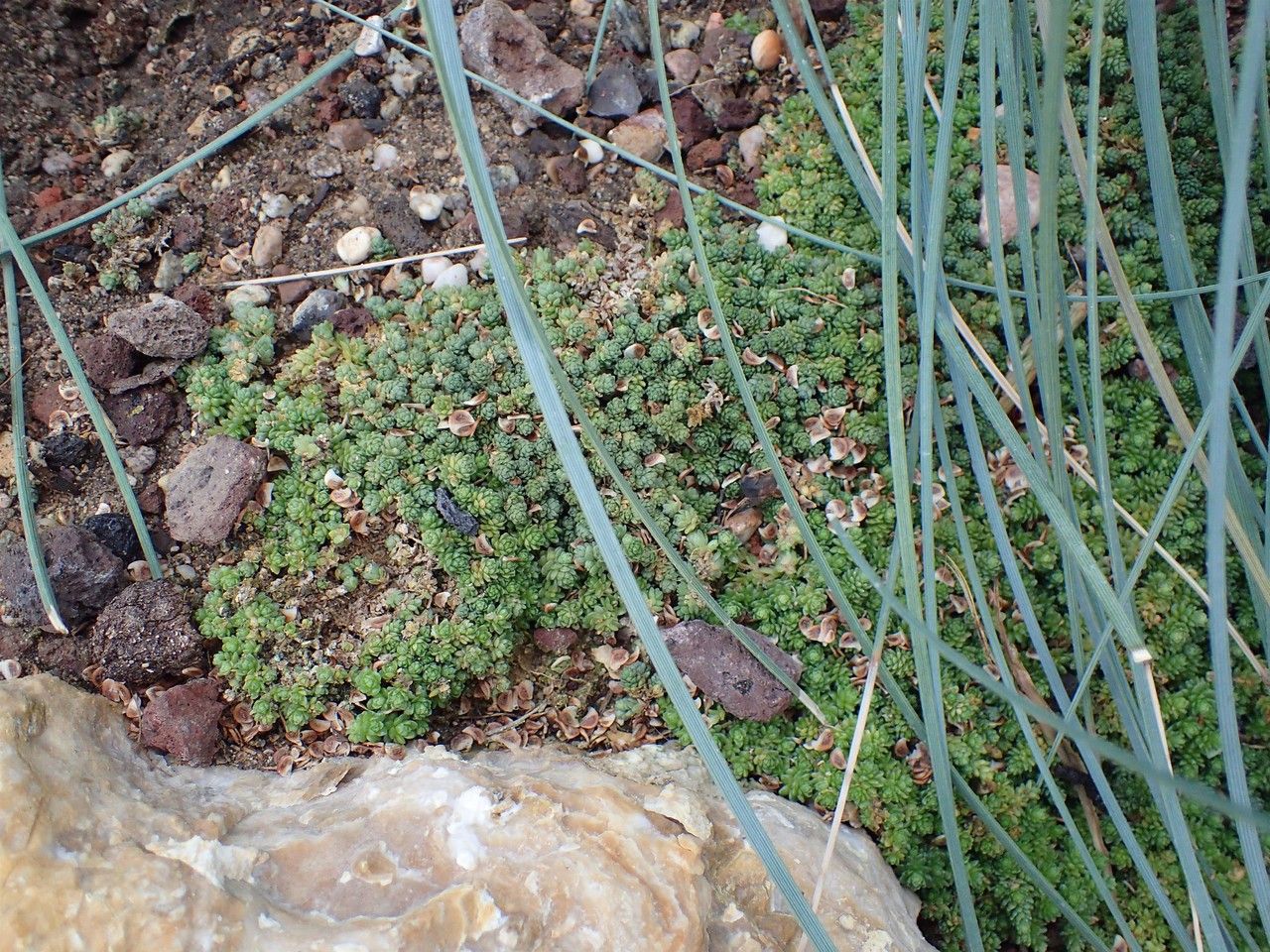 Sedum compactum habit