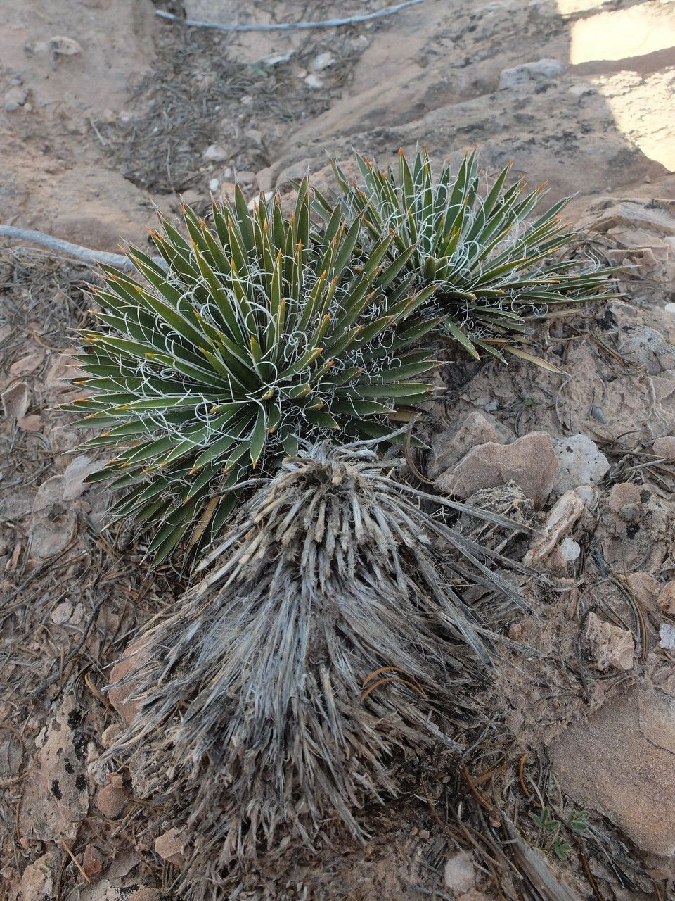 Yucca harrimaniae habit