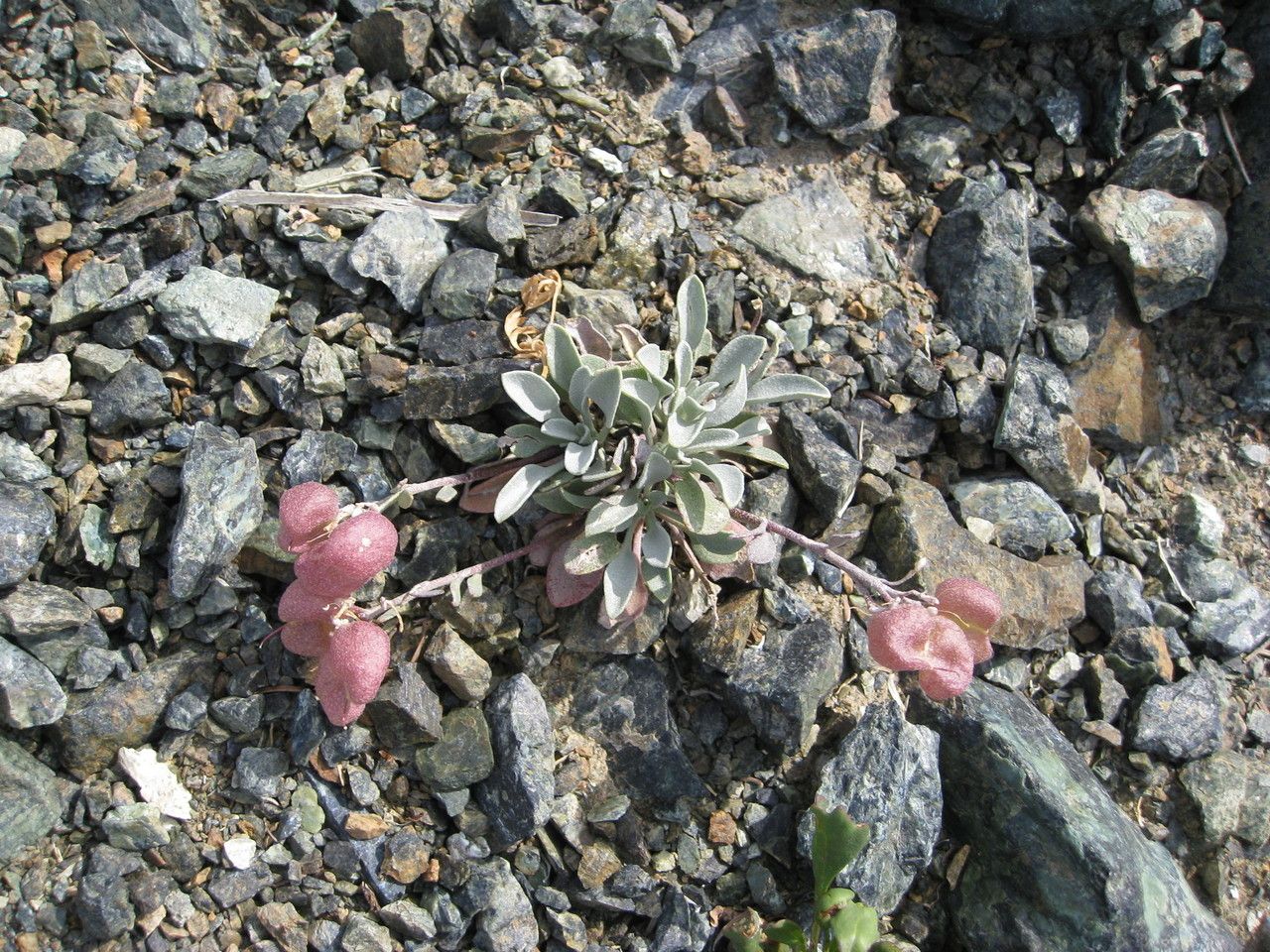 Physaria alpestris — related species from the same genus