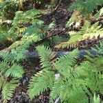 Athyrium filix-femina