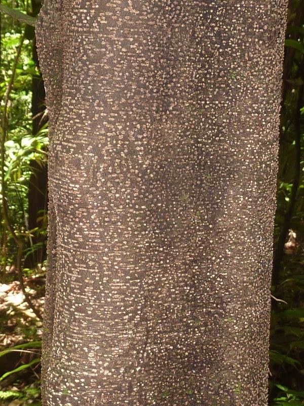Inga virgultosa bark