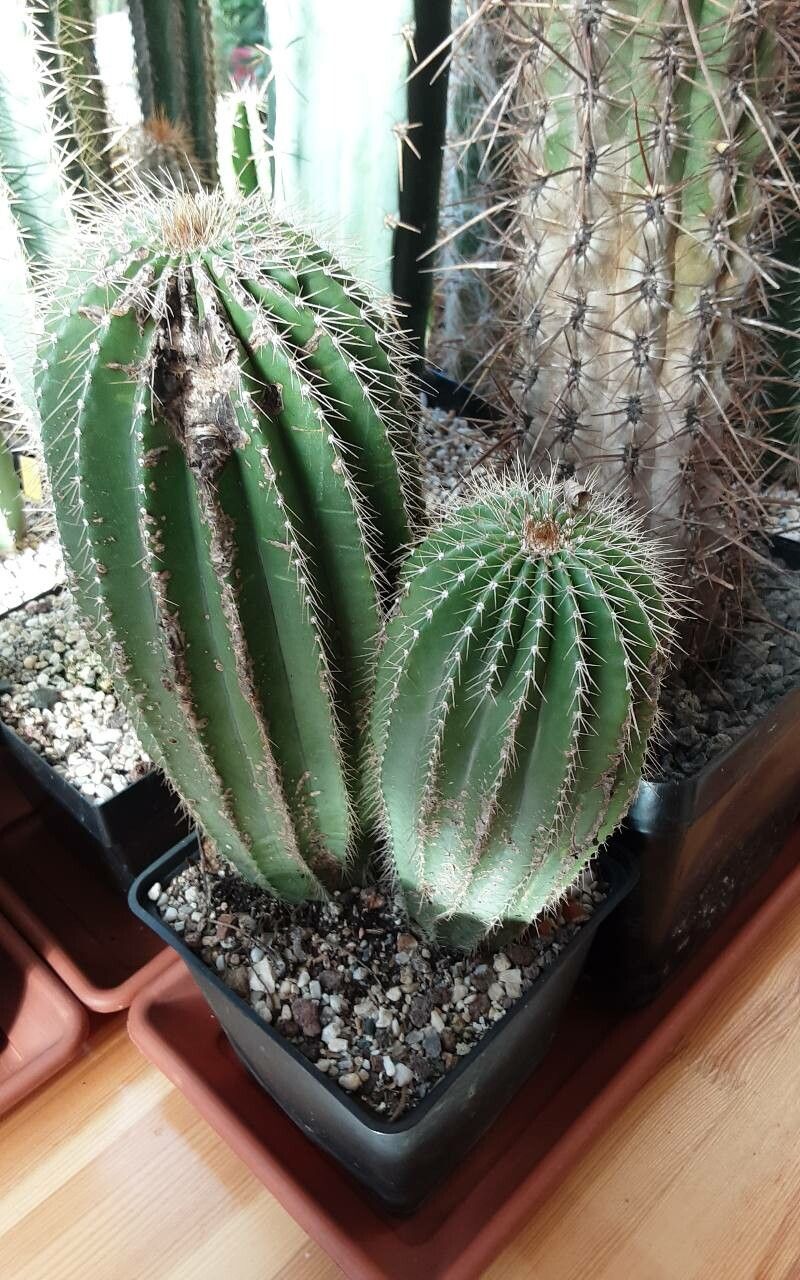 Neobuxbaumia polylopha bark