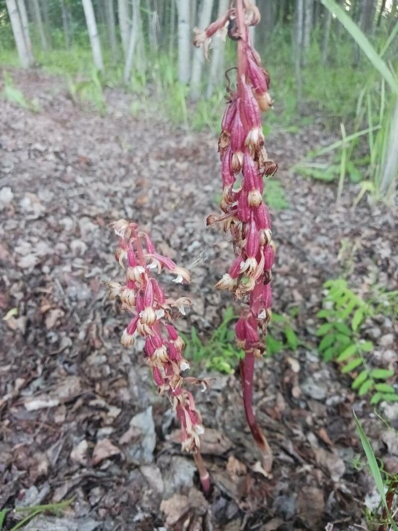 Corallorhiza striata fruit