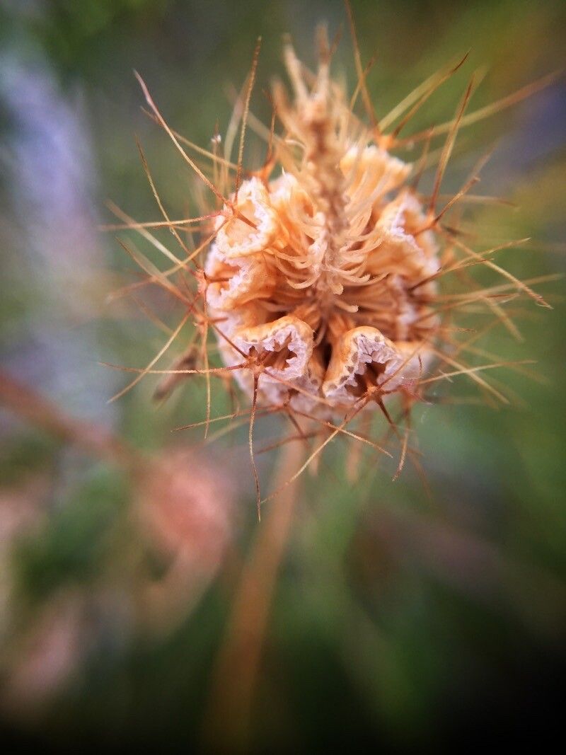 Scabiosa arenaria — related species from the same genus