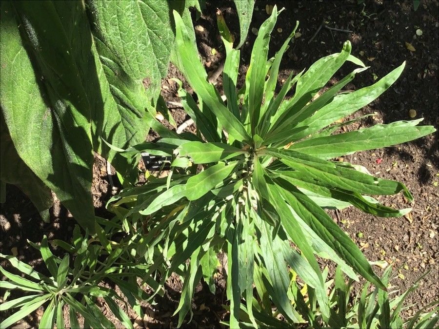 Echium giganteum — houseplant care guide