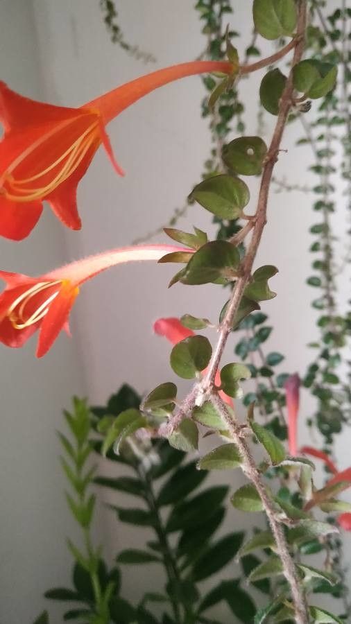 Columnea microphylla flower