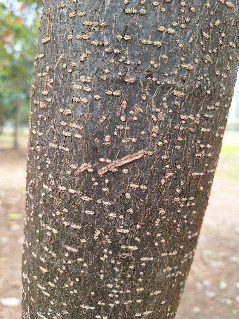 Erythrostemon exostemma bark