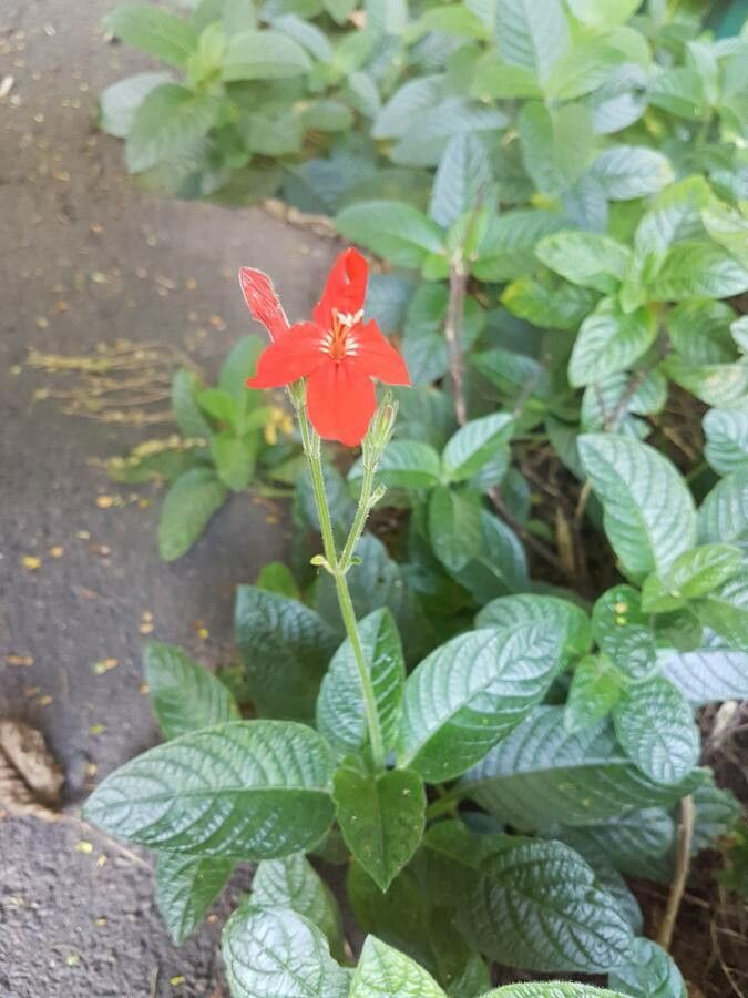 Ruellia elegans flower