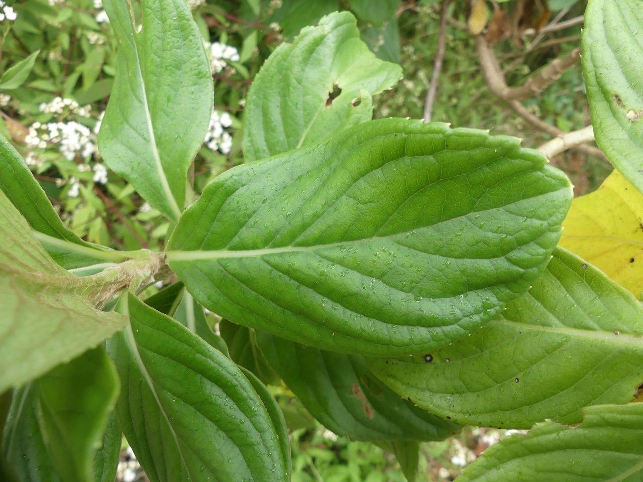 Psiadia boivinii — houseplant care guide