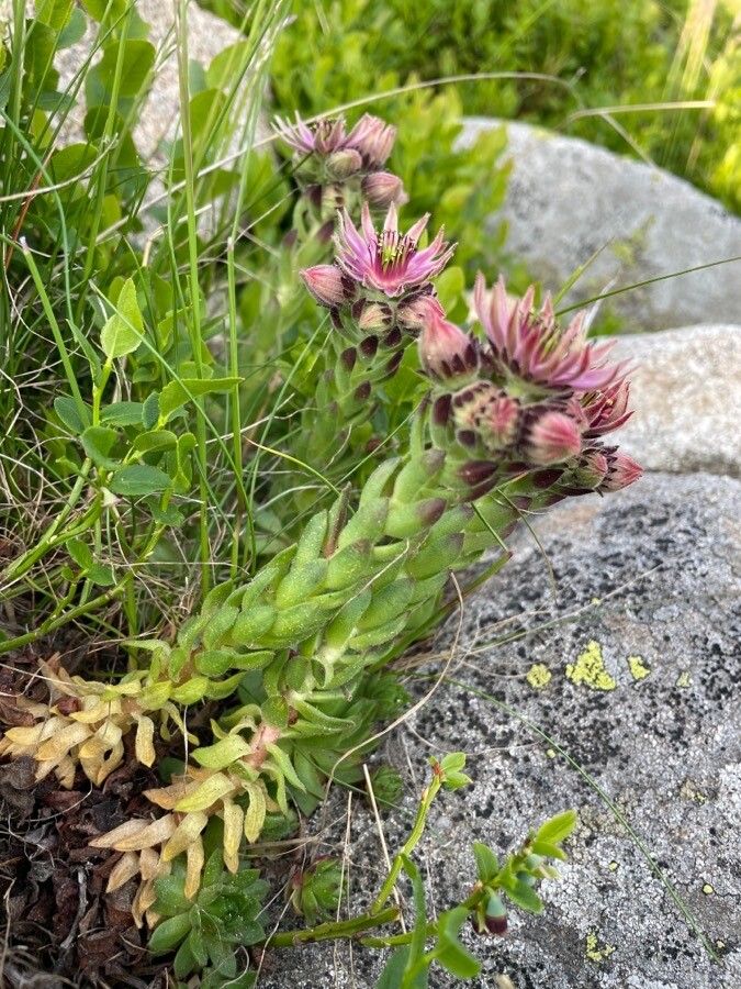 Sempervivum carpathicum habit