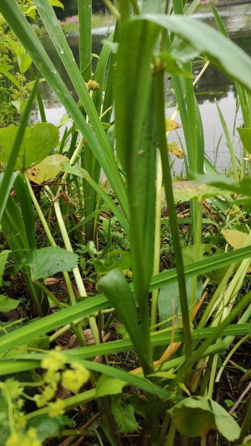 Dactylorhiza praetermissa leaf
