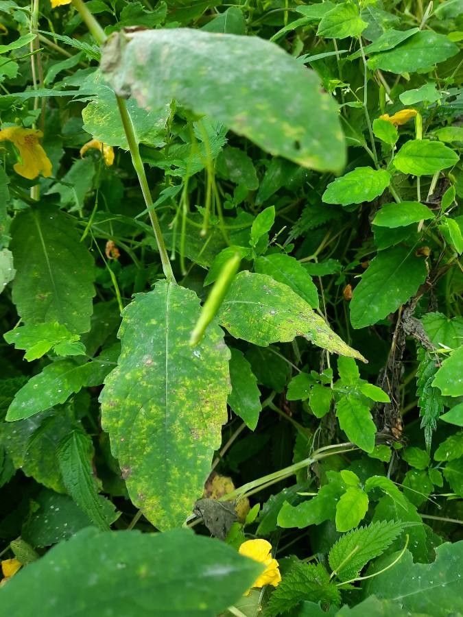 Impatiens noli-tangere fruit
