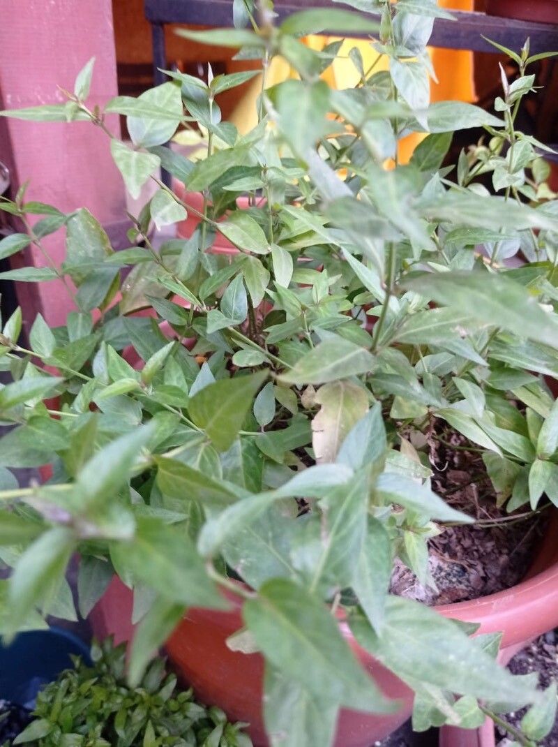 Justicia pectoralis leaf