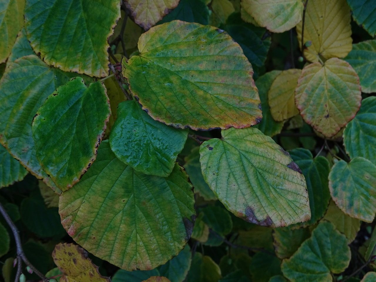 Corylopsis glabrescens — related species from the same genus