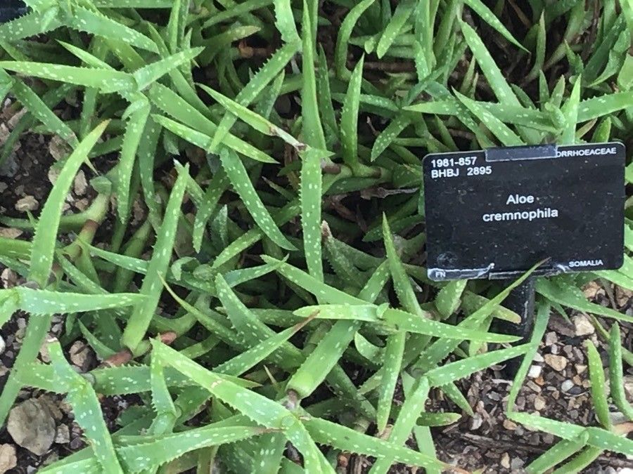 Aloe cremnophila — search result for 'Aloe'