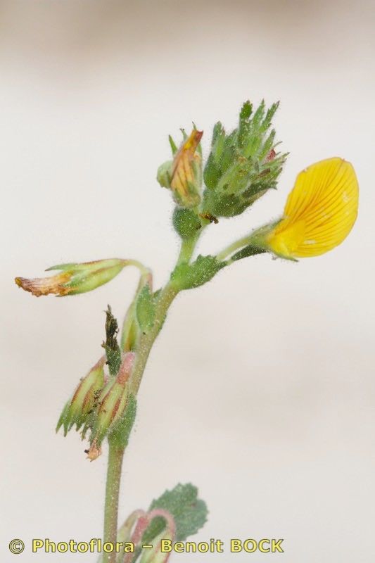 Ononis cintrana other