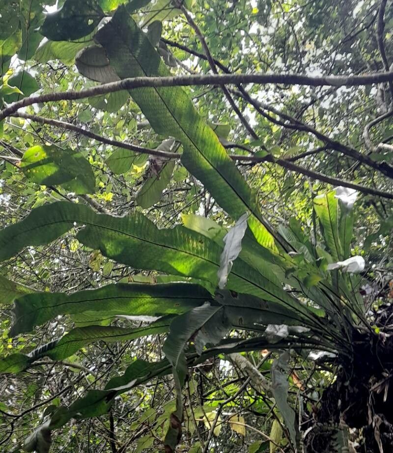 Niphidium crassifolium leaf