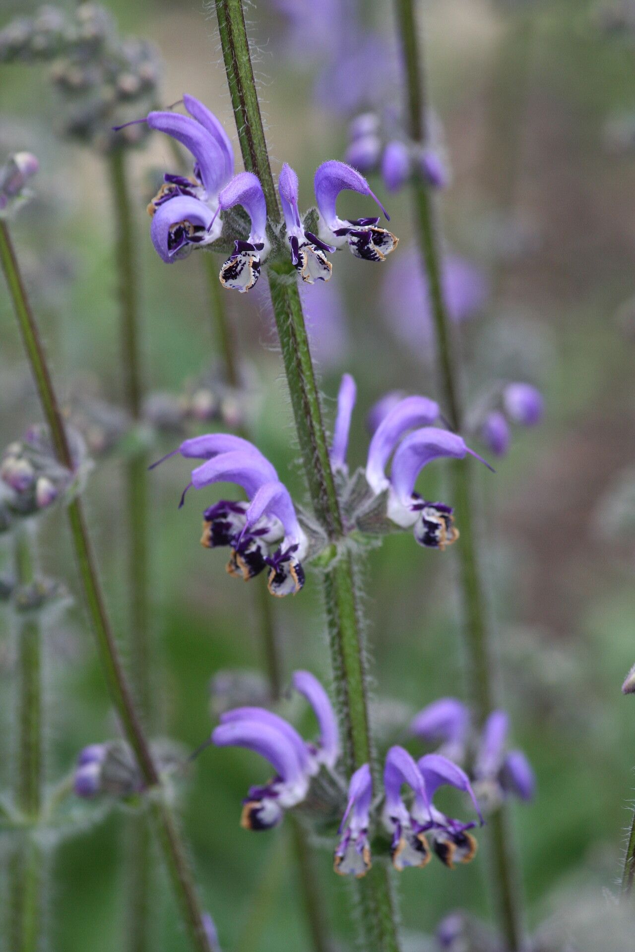 Salvia indica — search result for 'Iraq'