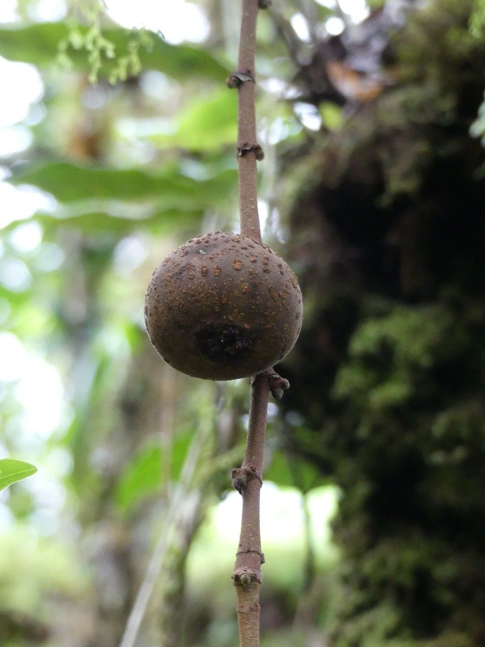 Ficus mauritiana fruit