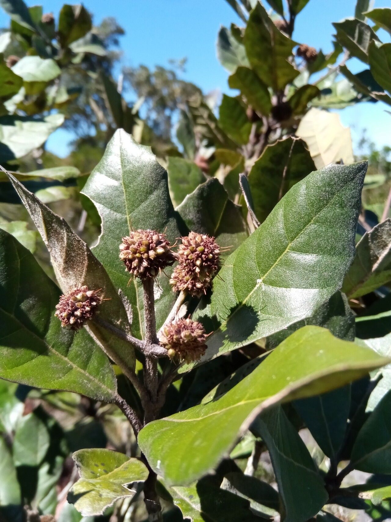 Nuxia pachyphylla — houseplant care guide