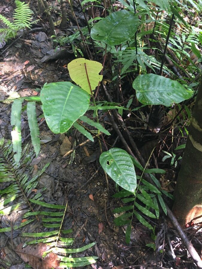 Macaranga alchorneoides habit