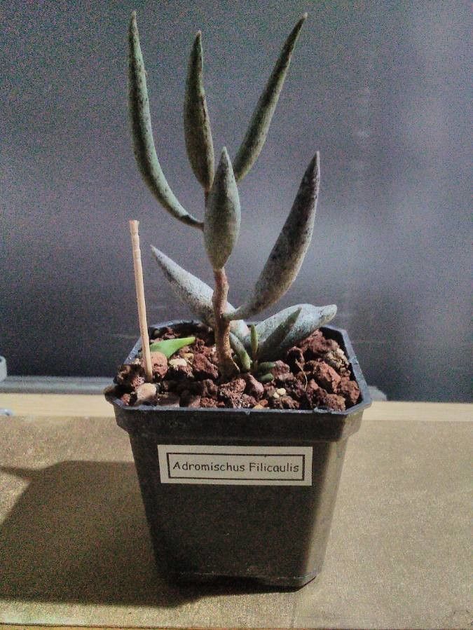 Adromischus filicaulis — houseplant care guide