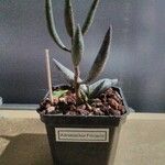 Adromischus filicaulis