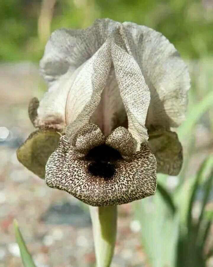 Iris damascena — search result for 'Syria'