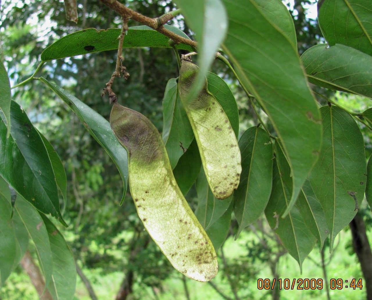 Machaerium pittieri fruit