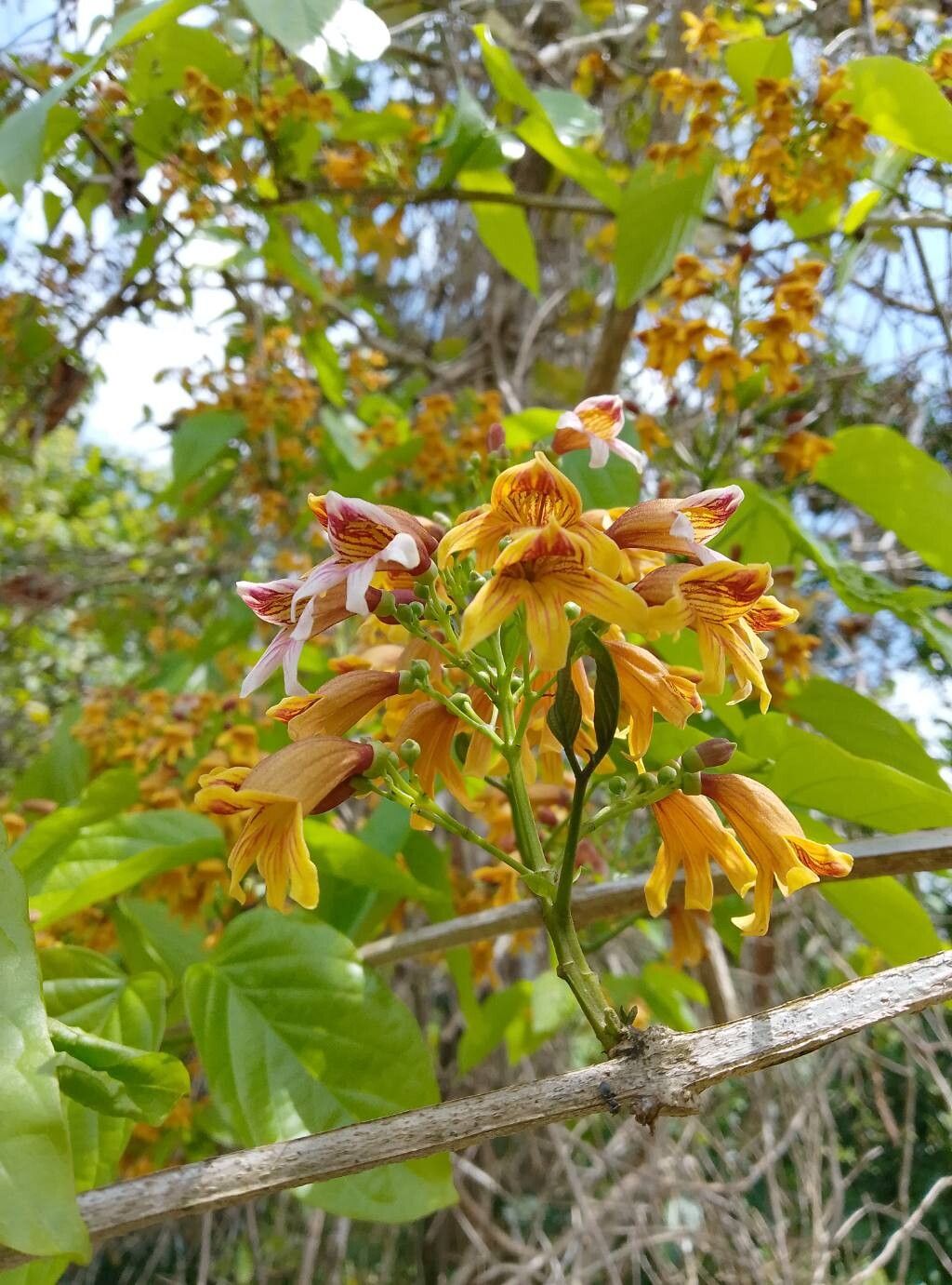 Bignonia hyacinthina flower