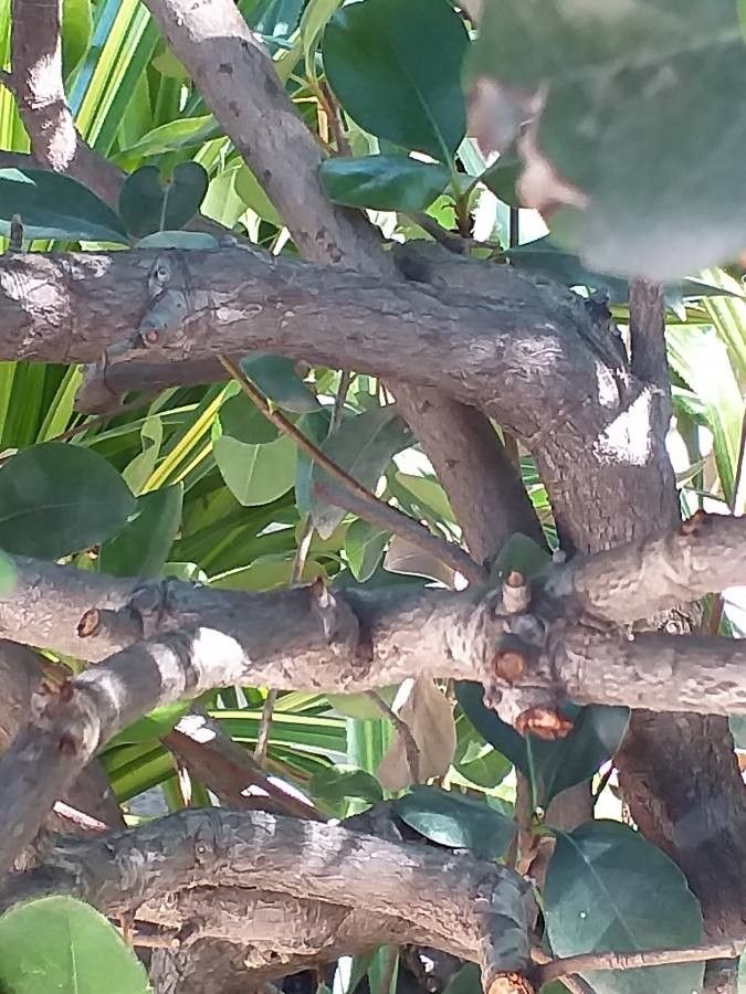 Rhaphiolepis umbellata bark