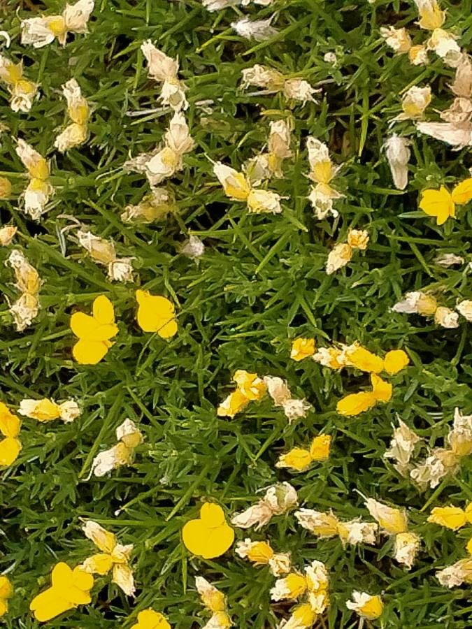 Genista horrida flower