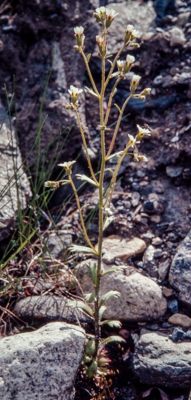 Saxifraga adscendens habit