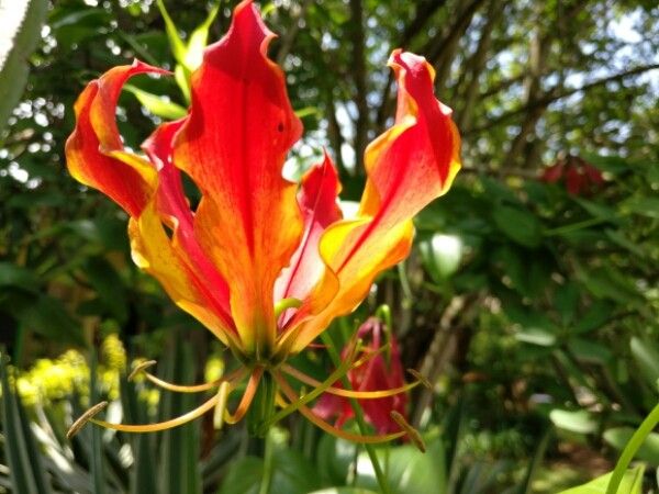 Gloriosa simplex — related species from the same genus