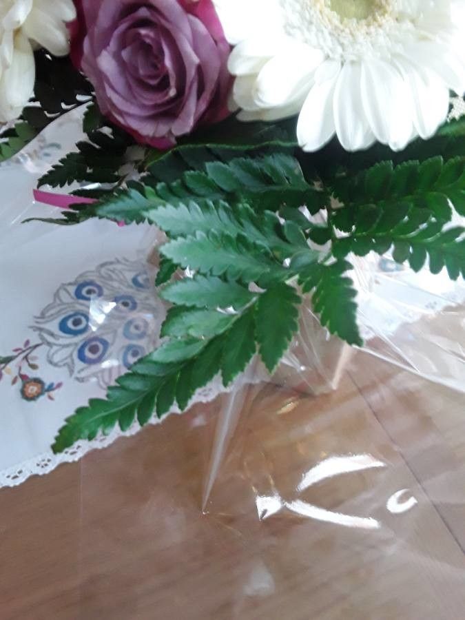 Rumohra adiantiformis flower